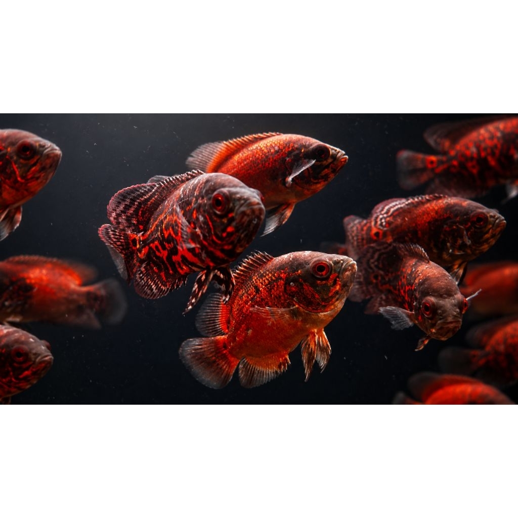 Ikan Oscar Tiger Batik - Ikan Oscar Tembaga -  Ikan Nemo Black - Ikan Oscar Tankmate Ikan Predator