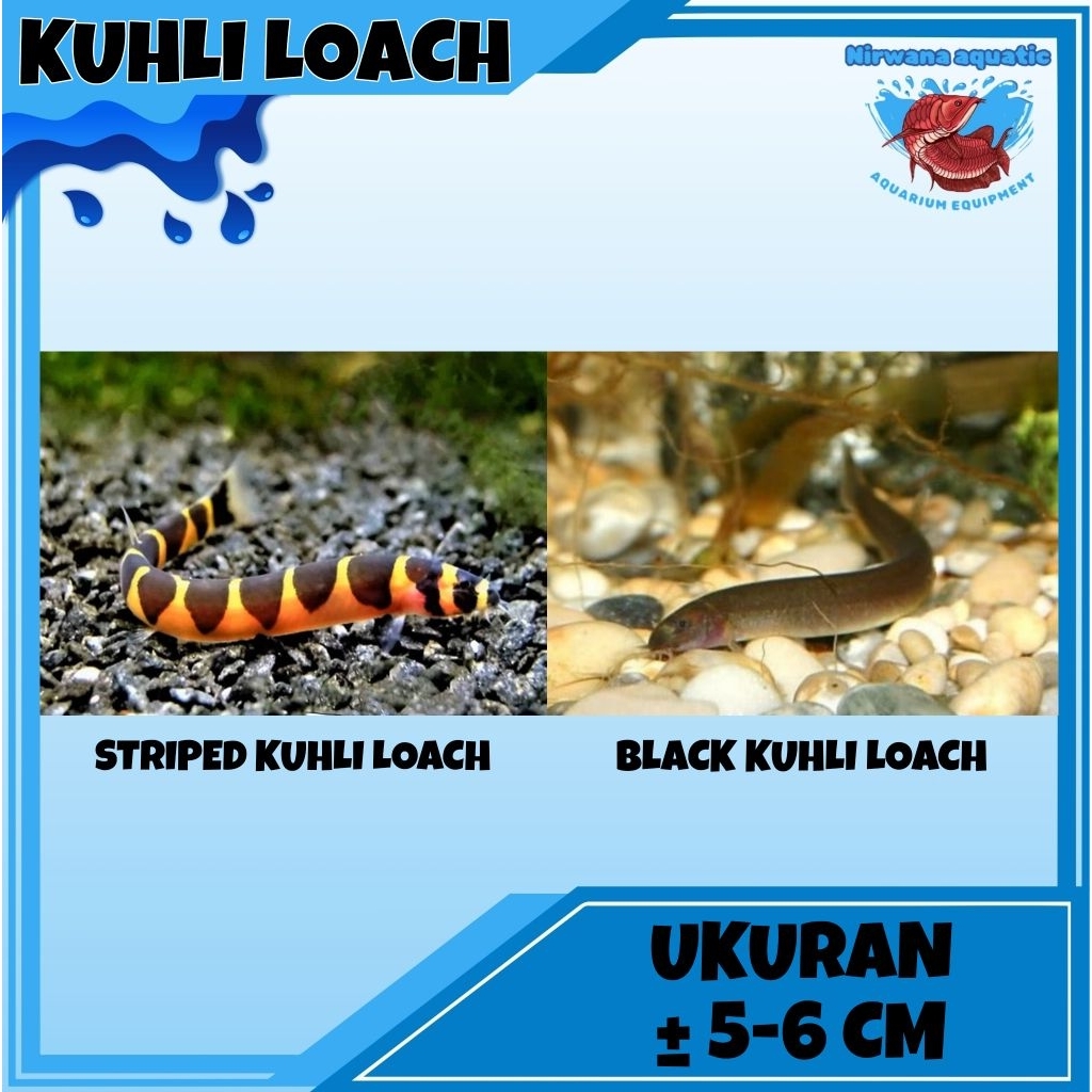 (INSTAN) IKAN KUHLI LOACH STRIPPED & BLACK - UKURAN ±6 CM