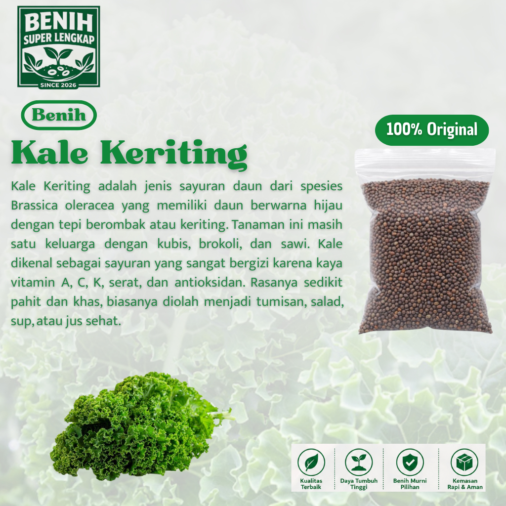 ( 1 Butir ) Benih Biji Kale Keriting | Curly Kale | Kale Green | Dwarf Curly