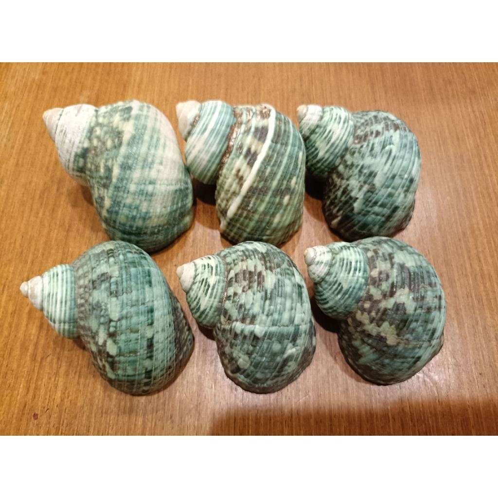Jual Cangkang Kerang Matalembu Jumbo