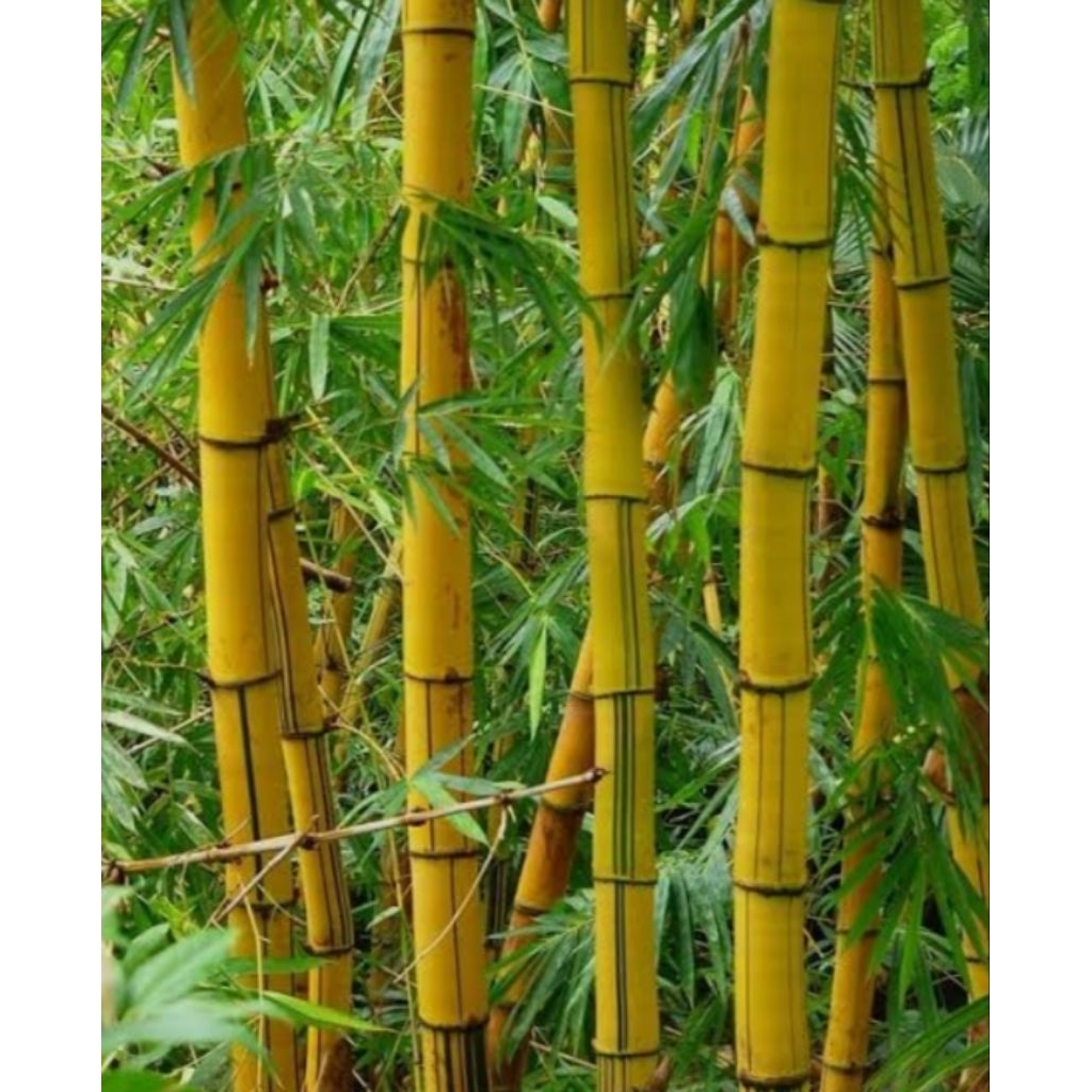 new bambu kuning ampel