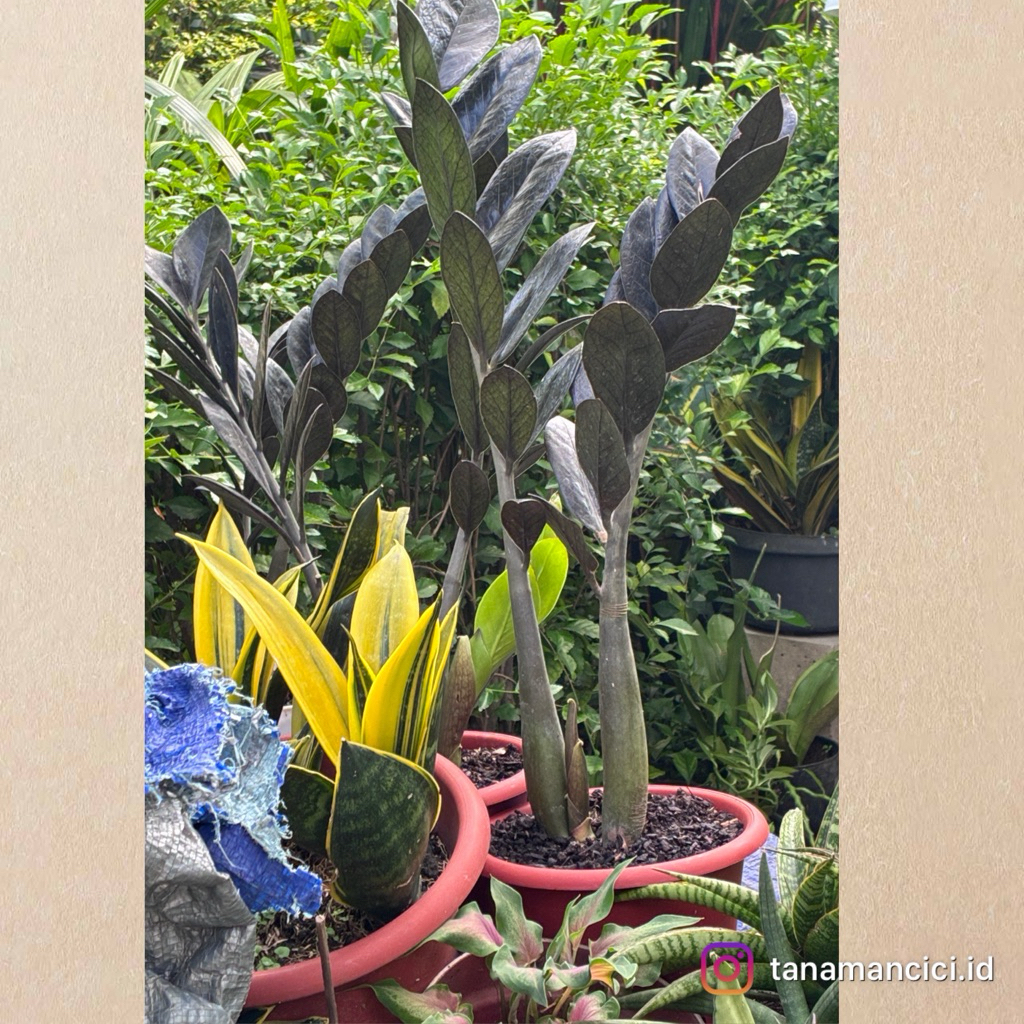 tanaman hias zamia Zz Black Raven dia 20cm pot yogap real pict