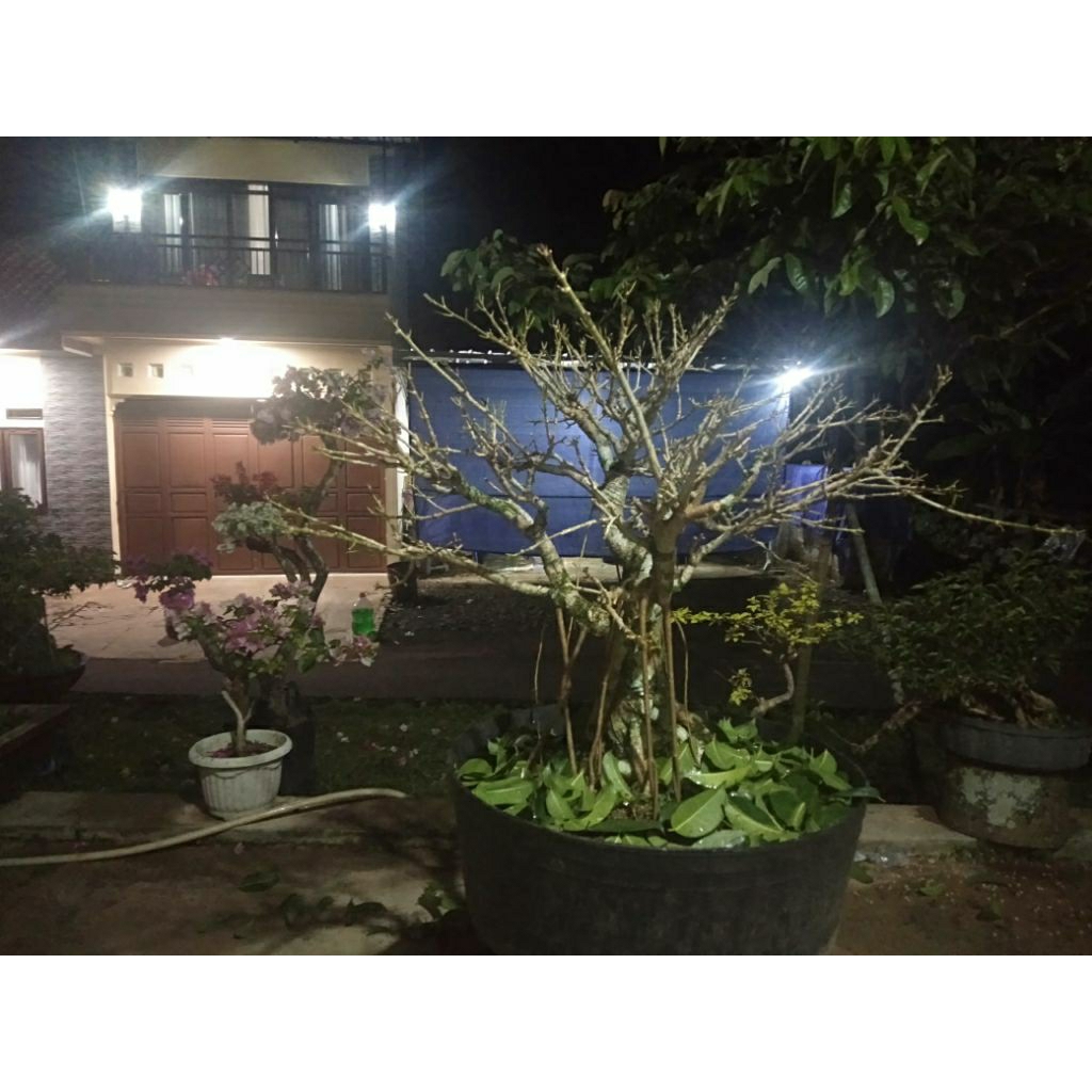 bonsai beringin bunut