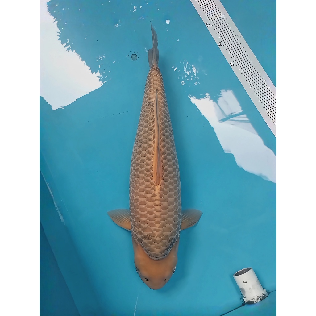 Koi Caramel Super babyface 50cm berpunuk Top Fukurin 3D breed Madina Aziz High Quality