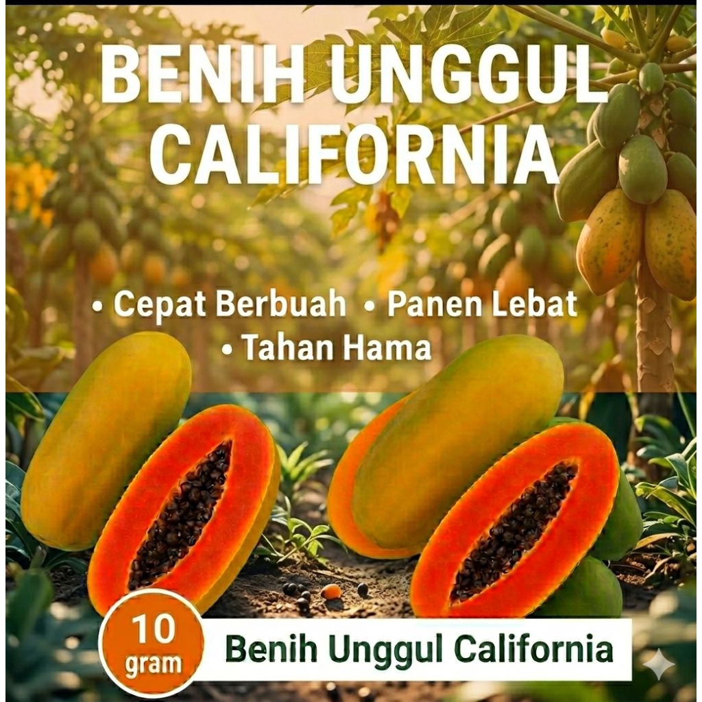 [ California Asli ] Benih biji pepaya California IPB9 F1 Berkualitas Uk 10 Gram isi 800 Butir