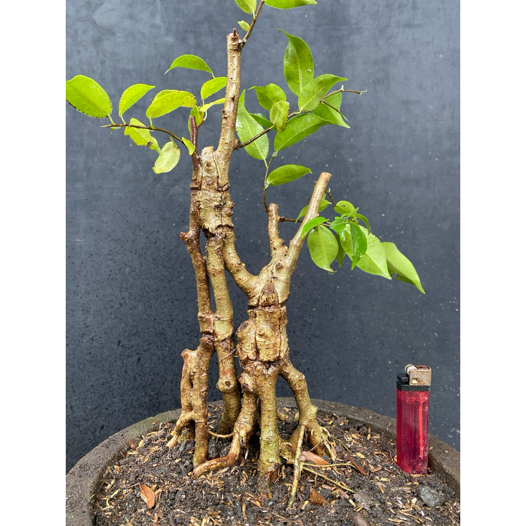 Bahan bonsai Beringin lokal 5 in 1