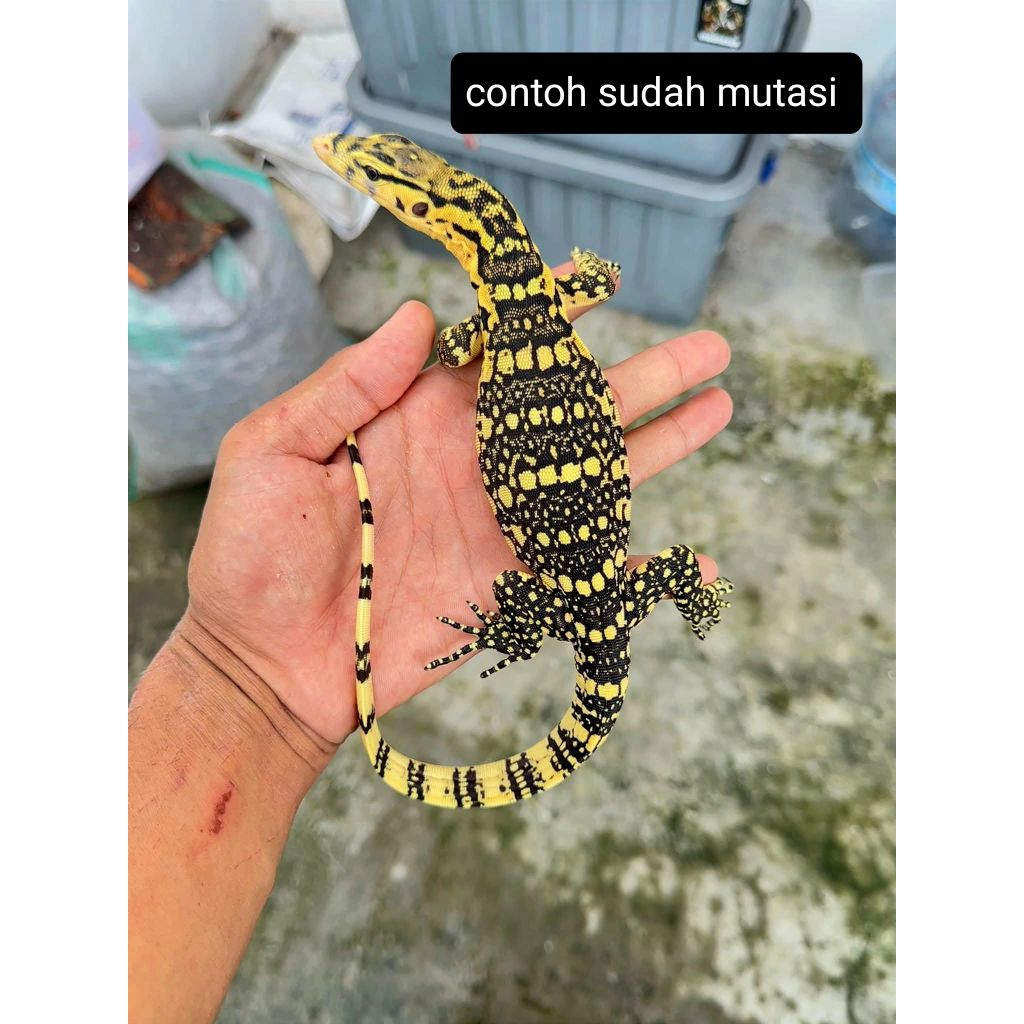varanus salvator sumbawa/ mainan varanus salvator sumbawa/ miniatur biawak Sumbawa/ mainan biawak Su