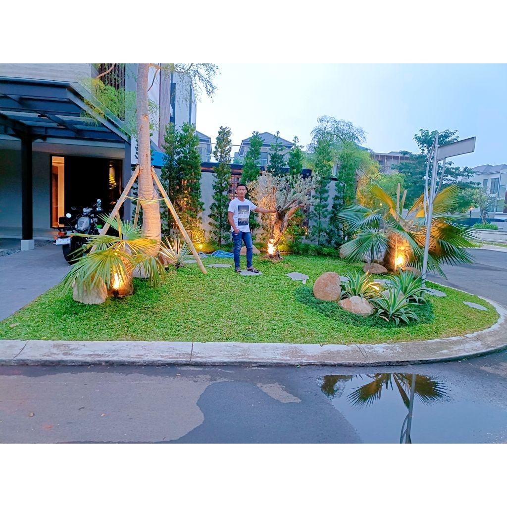 taman depan rumah desain taman Rumput minimalis kombinasi tanaman pohon olive zaitun dan pohon Baoba
