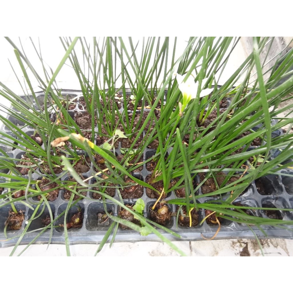 paket 4 tanaman hias lili hujan putih