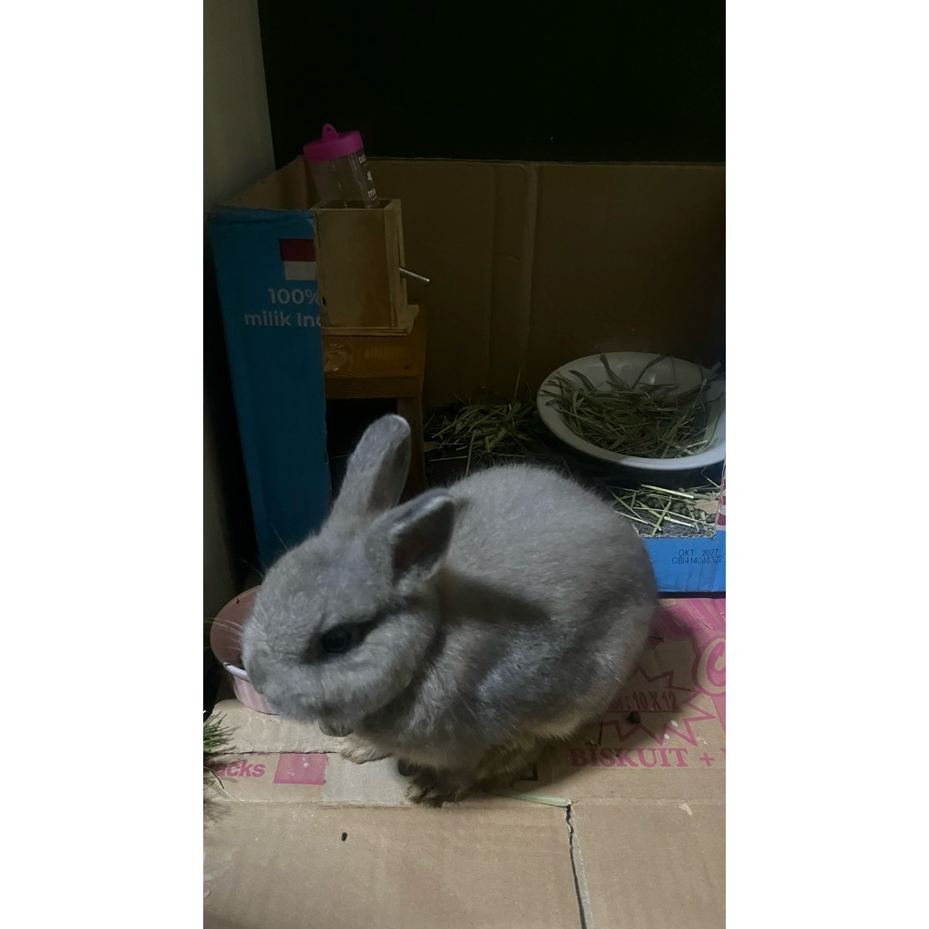 kelinci netherland dwarf jantan usia 4bln