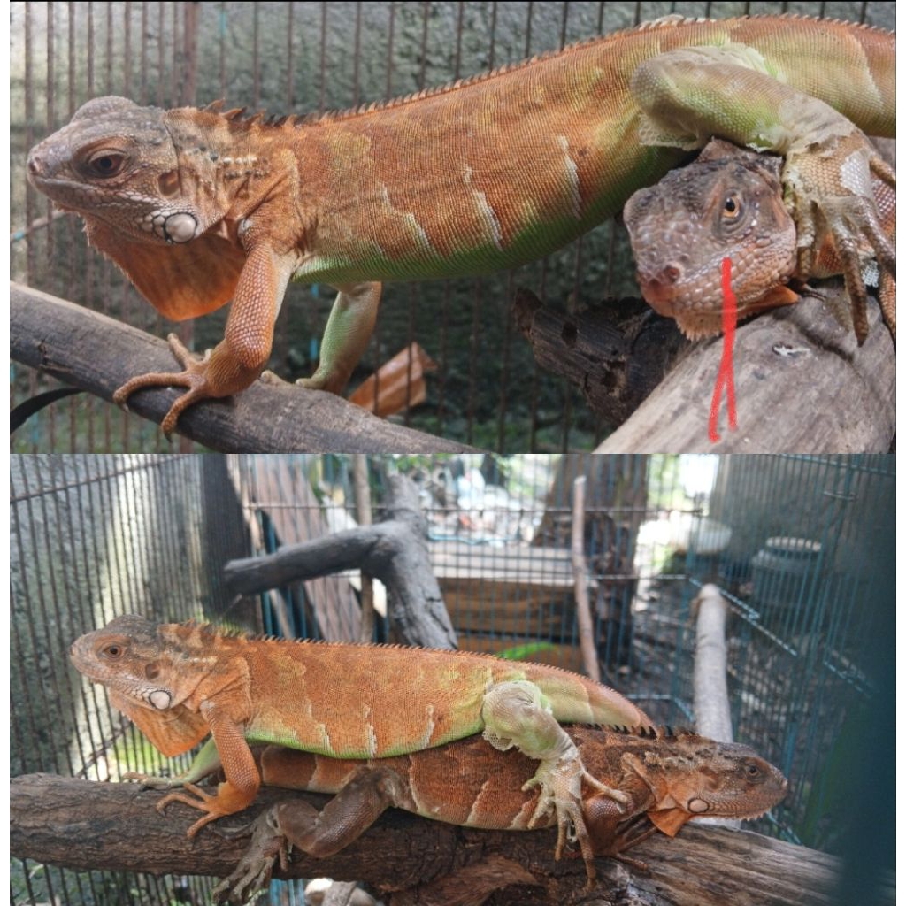 Pelet Pakan Reptil Sepasang Red Iguana Juve 55 CM