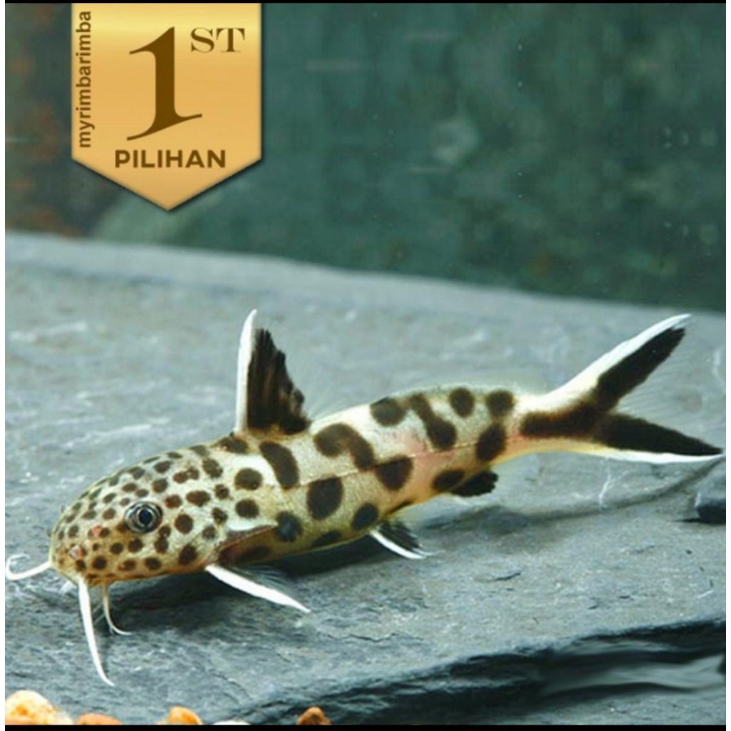 Petricola Totol Ikan Hias Aquascape Hiasan Aquarium Tanaman Air Tawar