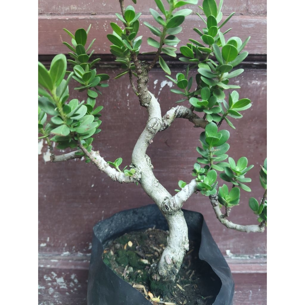 (sesuai gambar) Santigi mawar daun bulat