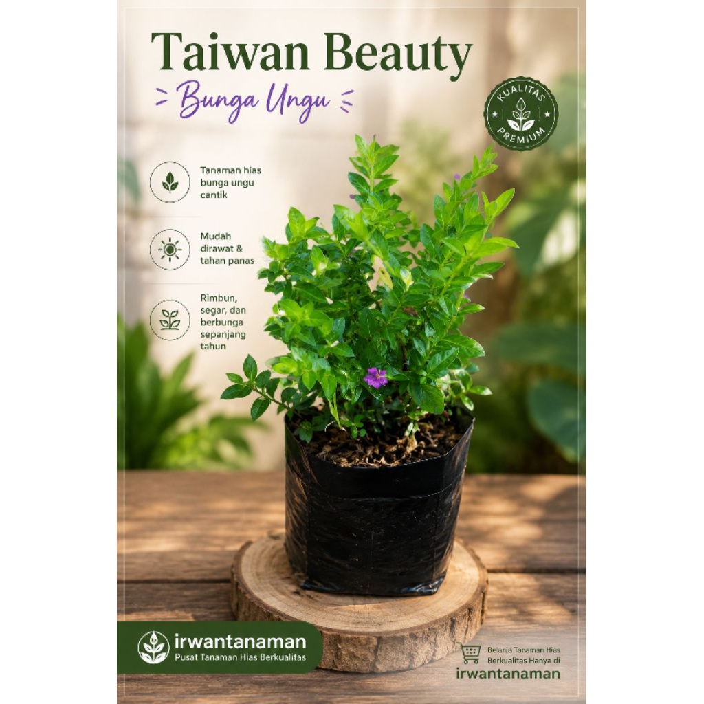 Taiwan beauty bunga ungu - Taiwan beauty