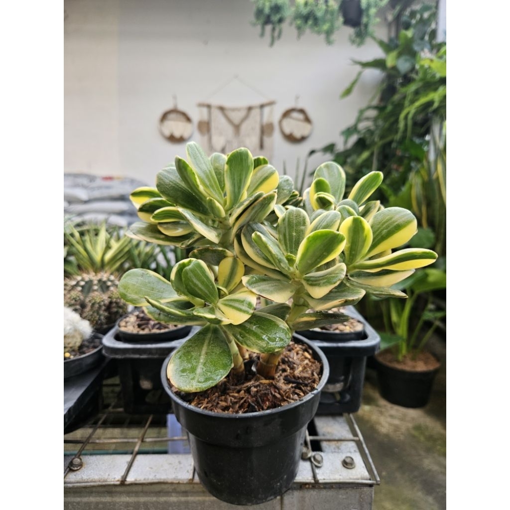 Jade Plant Variegata Besar / Jade Plant / Crasulla Ovata