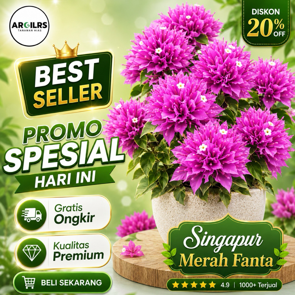 Bibit Bugenvil Singapura Merah Fanta Original – Rimbun, Karakter Bonsai & Rajin Berbunga