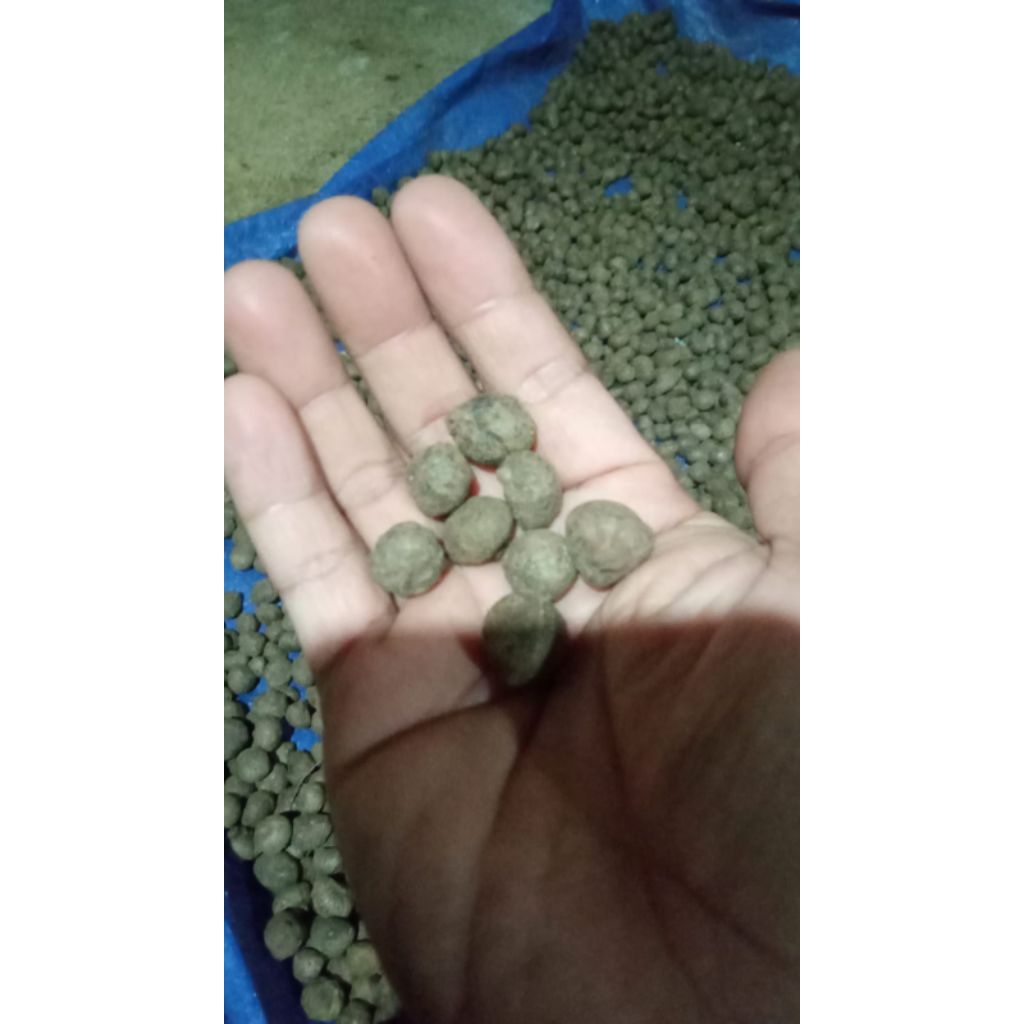 Bibit porang | Biji katak porang | katak mini 1 kg