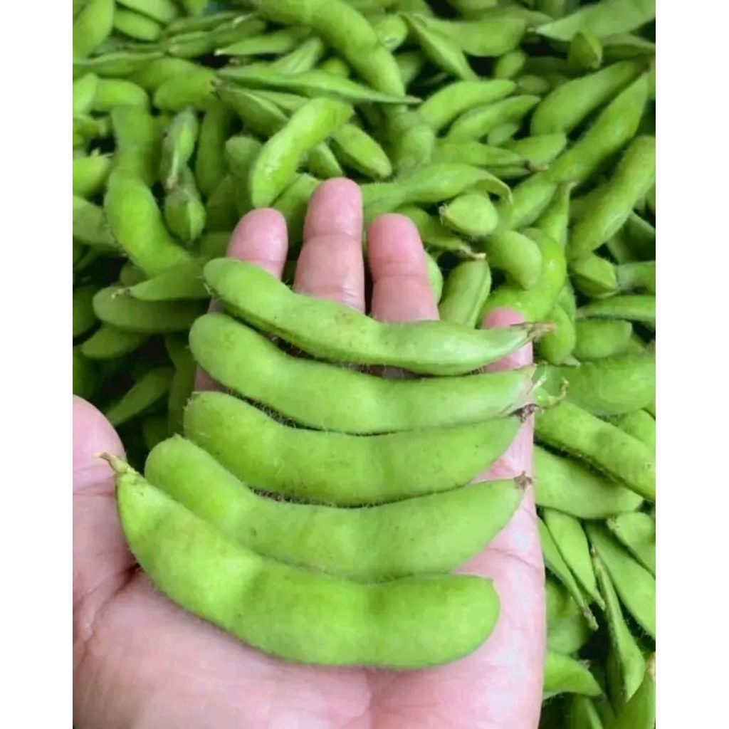 KEDELAI EDAMAME MENTAH FRESH MURAH
