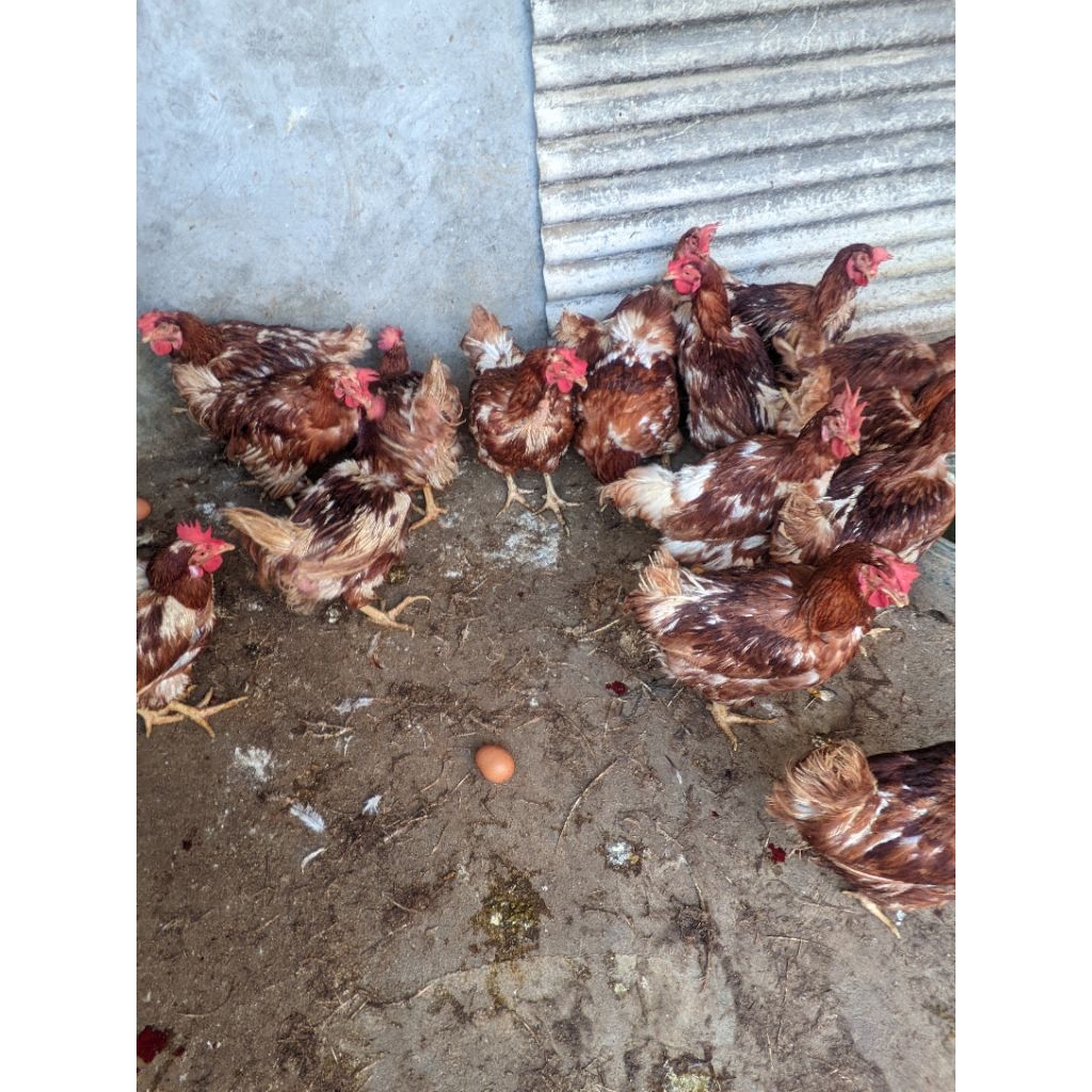 juwal ayam merah masih hidup