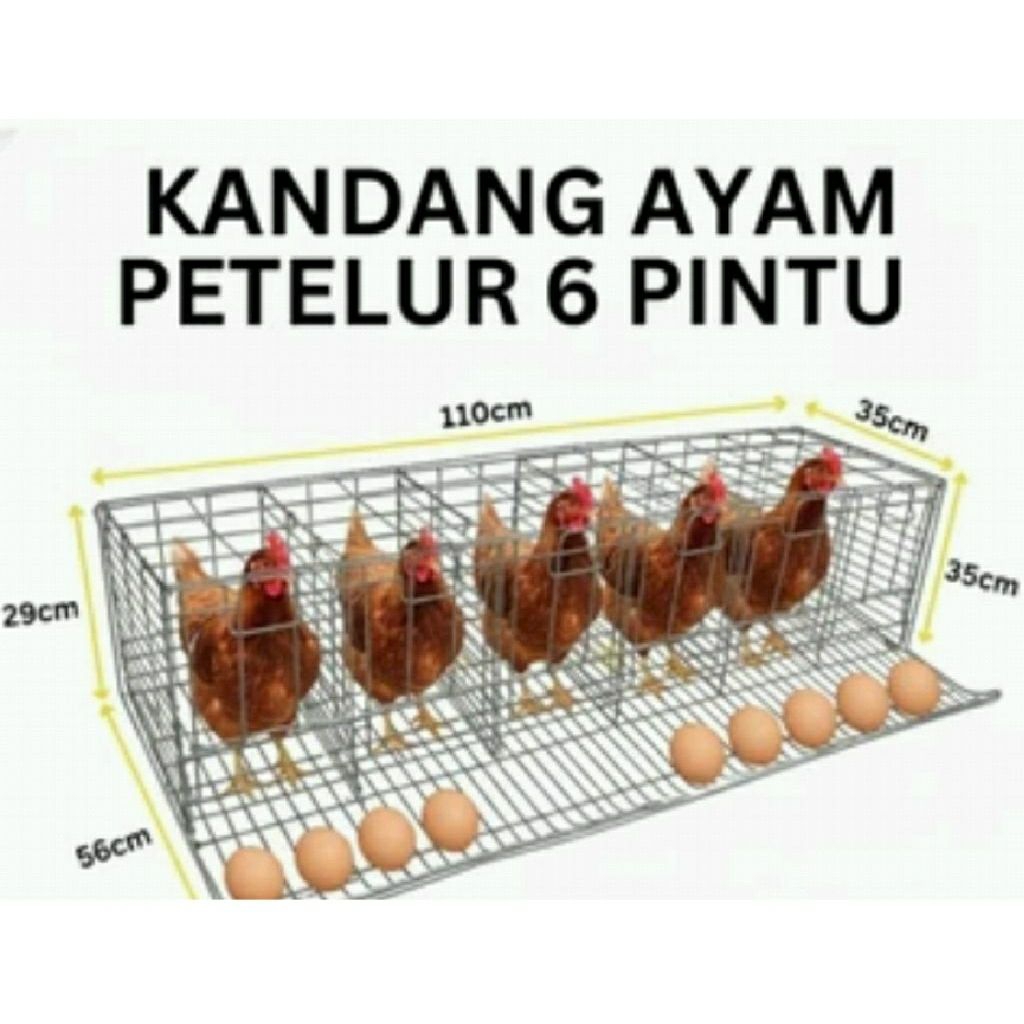 KANDANG AYAM PETELUR 6 PINTU 6 AYAM