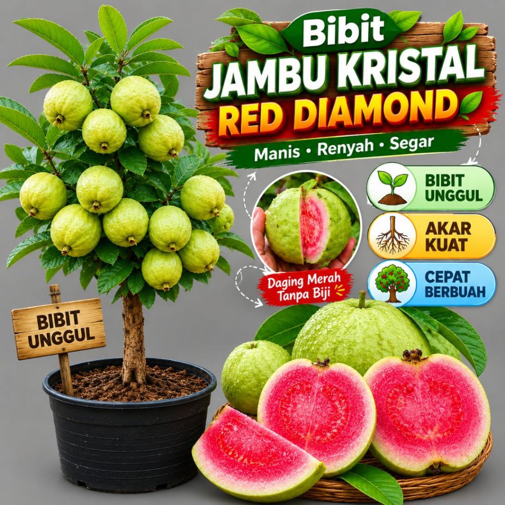 Bibit Jambu Kristal Merah Red Diamond Pohon Jambu Kristal Merah (CV Tanaman Pacific)