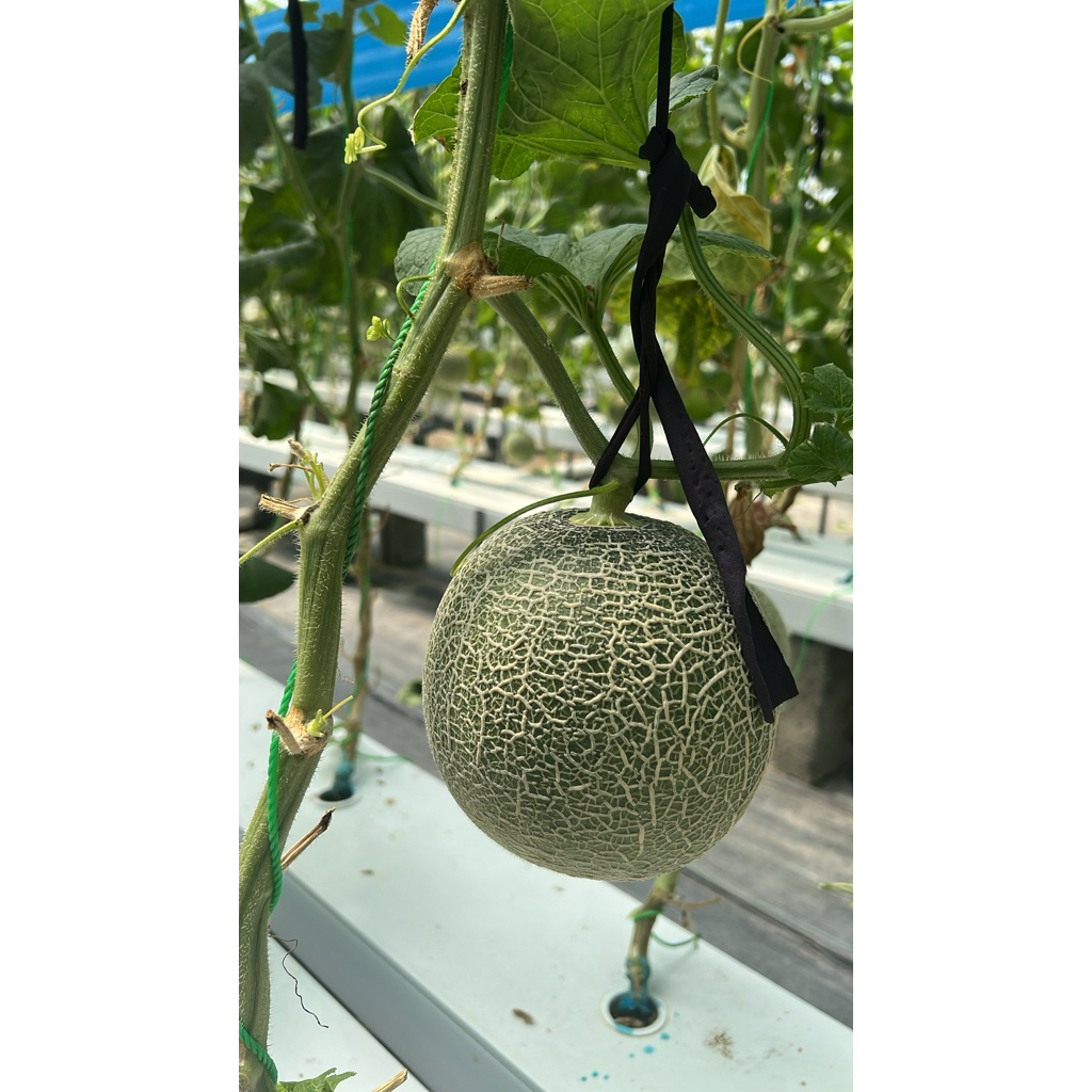 Melon Fujisawa Premium