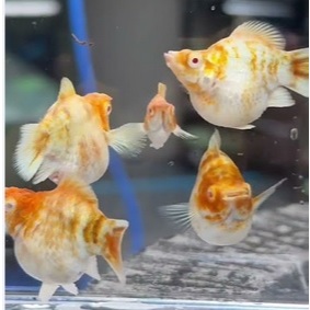 Hiasan Aquarium - Molly Albino Sakura Caramel Roundtail