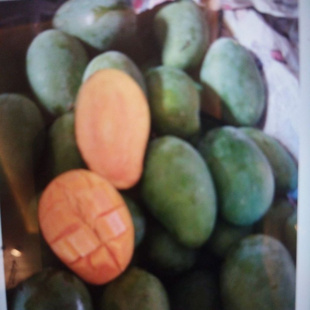 Mangga gadung 1,5 kg