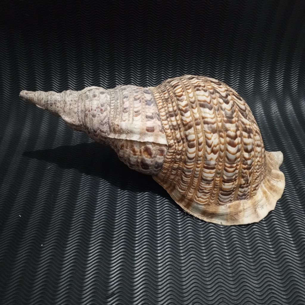 Cangkang kerang Triton model terompet