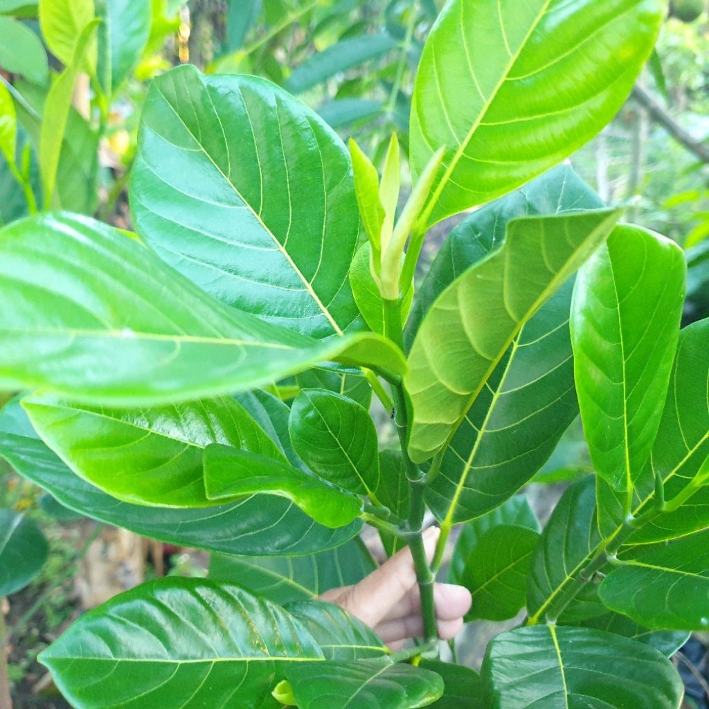 ENTRES NANGKA J33