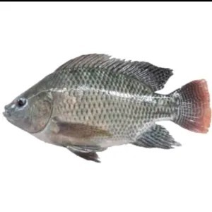 ikan Mujair 1kg