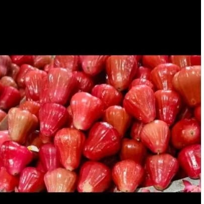 Jambu Air Citra merah 1kg