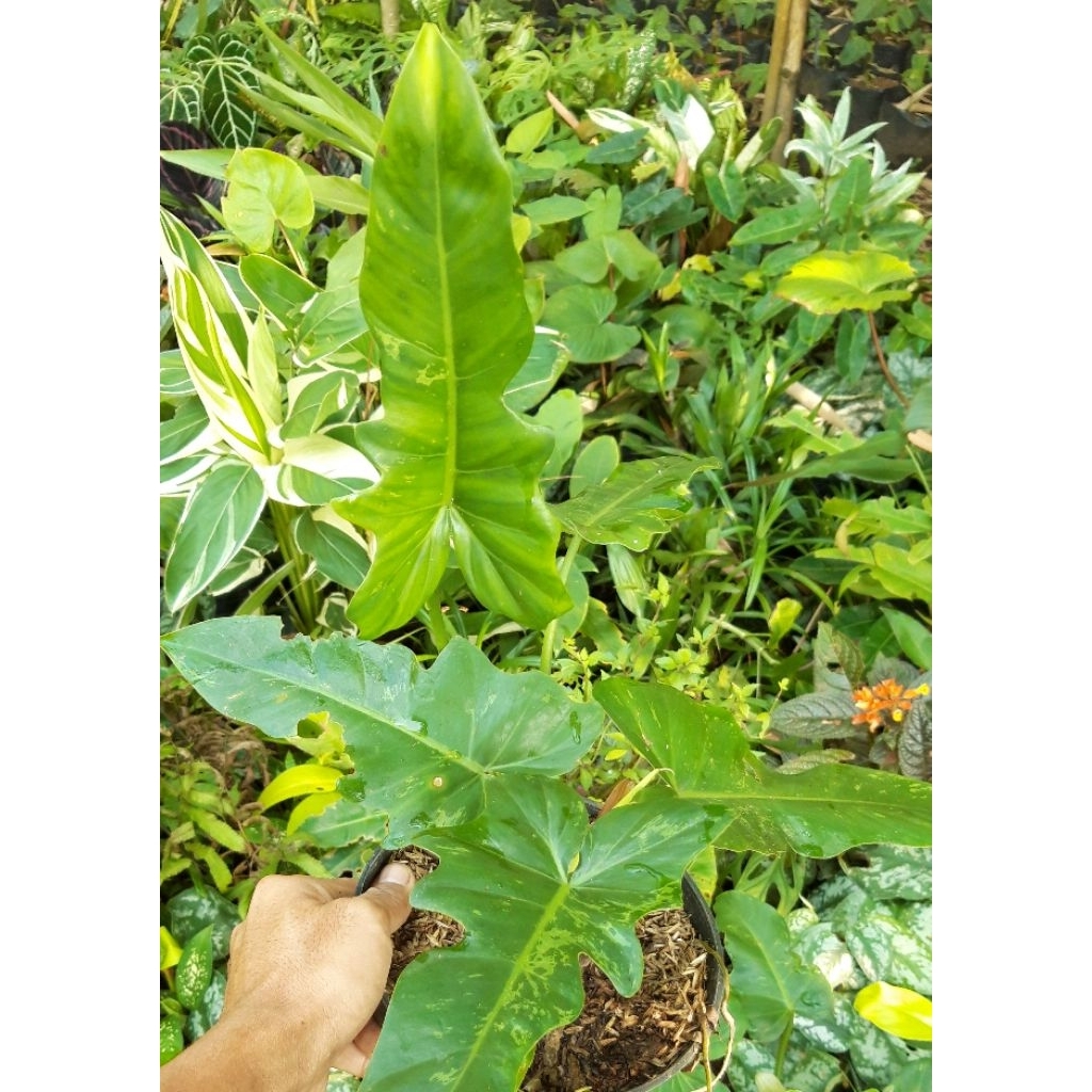 Philodendron Lime Fiddle Dragon Daun 4-5