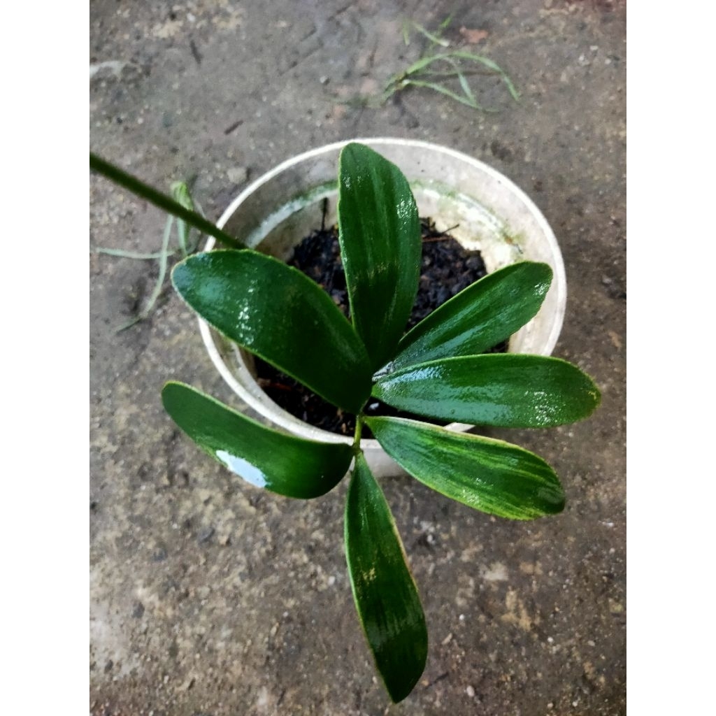 Zamia furfuracea varigata real pict