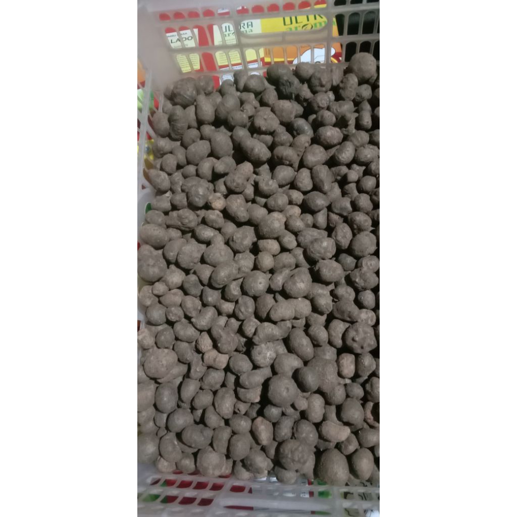 BIBIT MURAH Katak porang ukuran mini jual per PCS  1 KG isi -+400 PCS