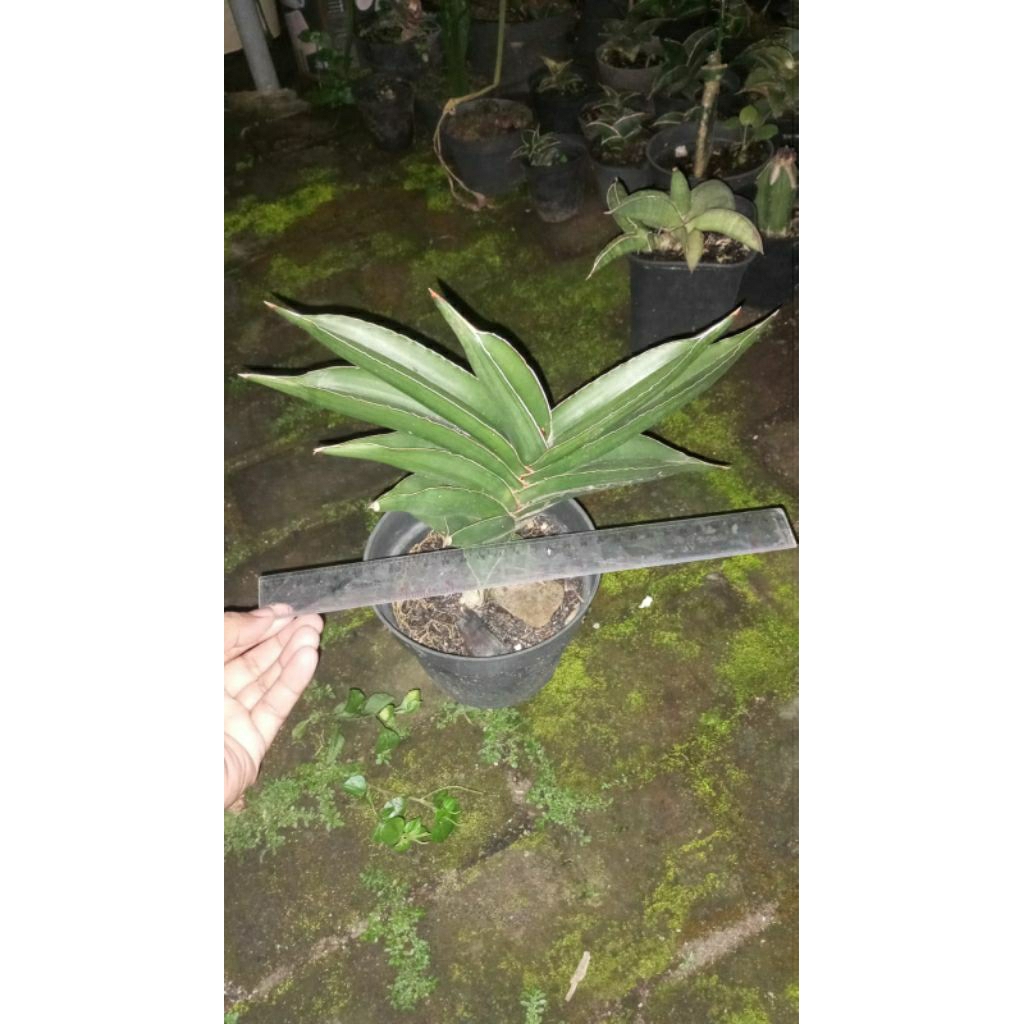 sanseviera samurai dwarf jumbo