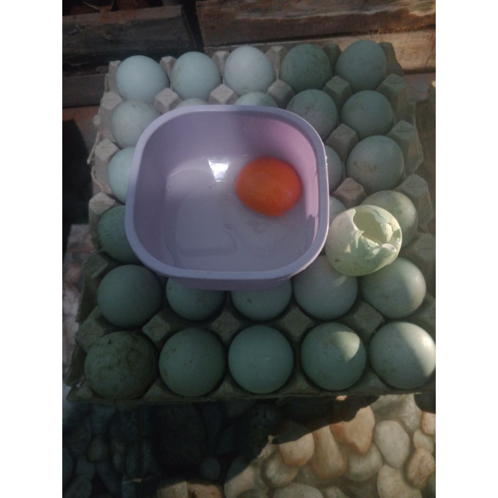 Telur Bebek Mentah Segar dengan Kuning Telur Omega Orange
