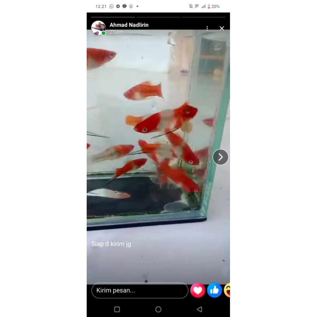 ikan platy kohaku sword tail