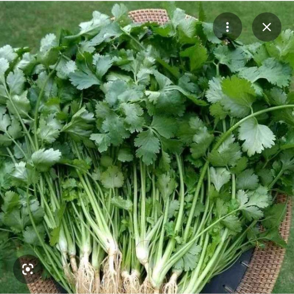 Daun ketumbar fresh
