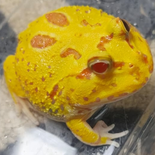 Kodok Pacman Albino 4 Spot - Size juve +-6cm JInak Aman TIdak Beracun