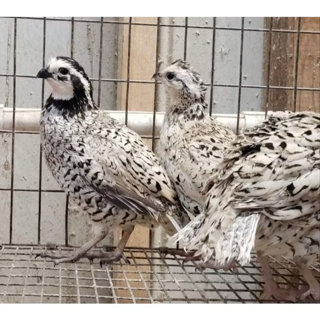 Puyuh Hias Bobwhite Snowflake Pilihan Sepasang