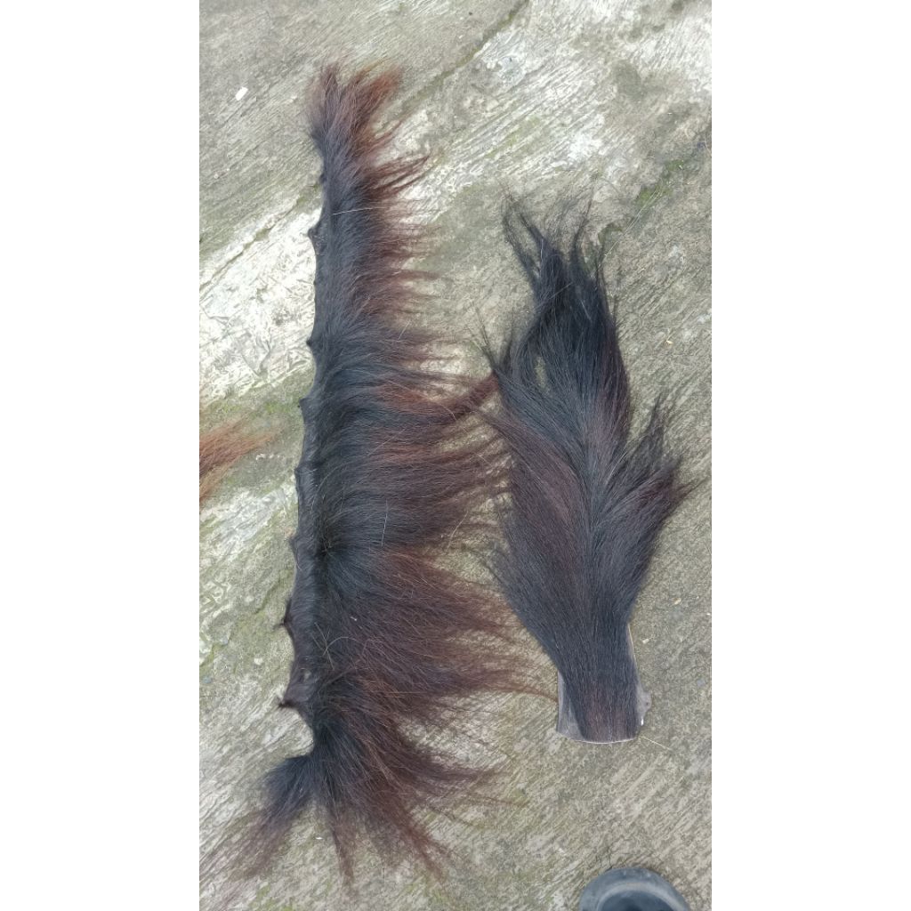 rambut kuda asli standr