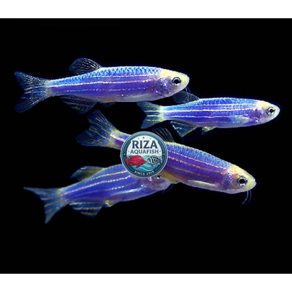 Hiasan aquascape zebra danio blue