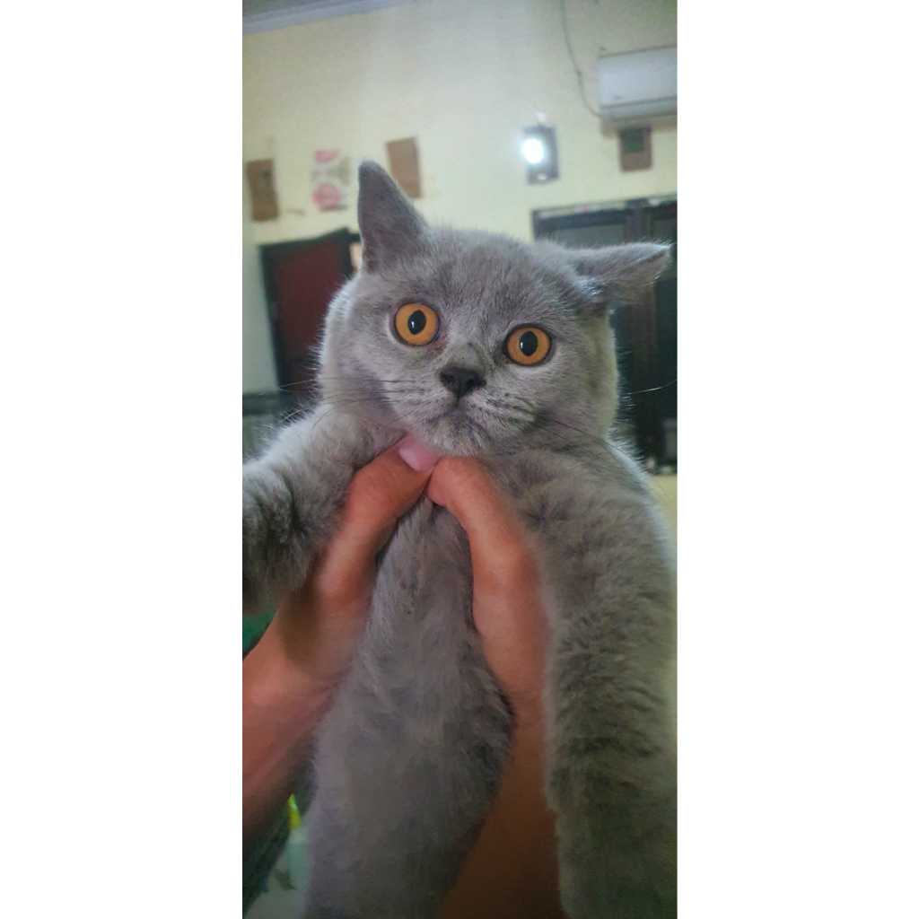Kucing British Shorthair Jantan Blue Solid