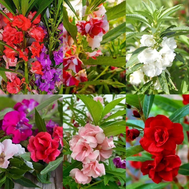 Online Seeds - 10 Benih Bunga Pacar Air Mix