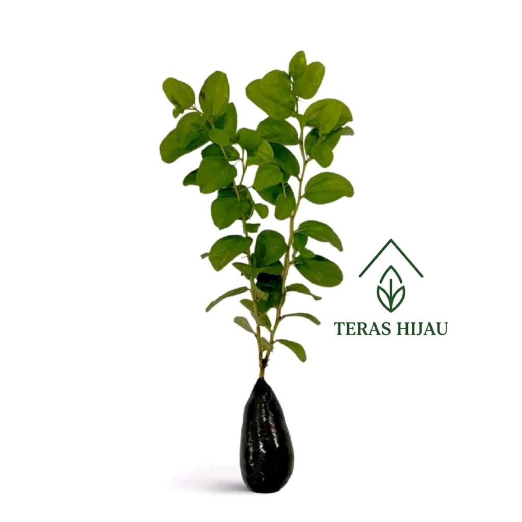 POHON BIDARA ARAB ASLI / tanaman bidara Arab