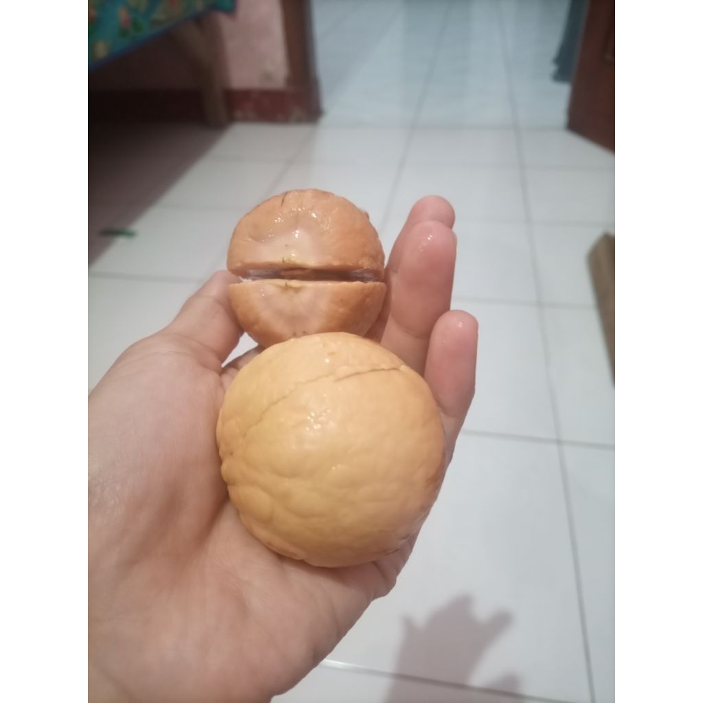 biji alpukat siap tanam (mentega,markus,miki) lokal, kualitas premium harga untuk 1kg biji