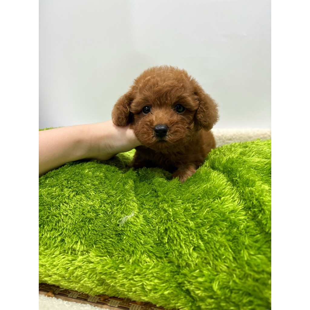 maltipoo betina dikirim ke bandung pakai travel