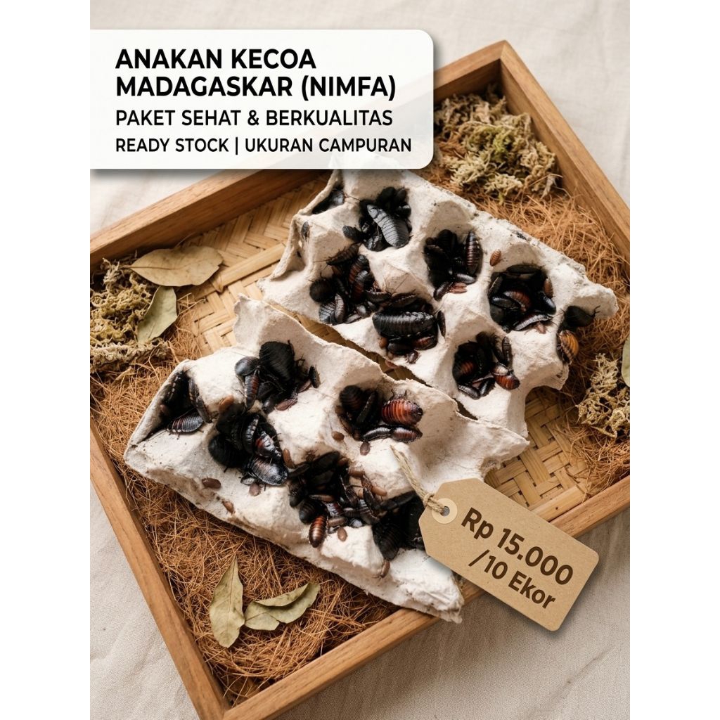 PAKAN REPTIL Kecoa Madagaskar Paket 10 Ekor Anakan uk 1 - 4 cm