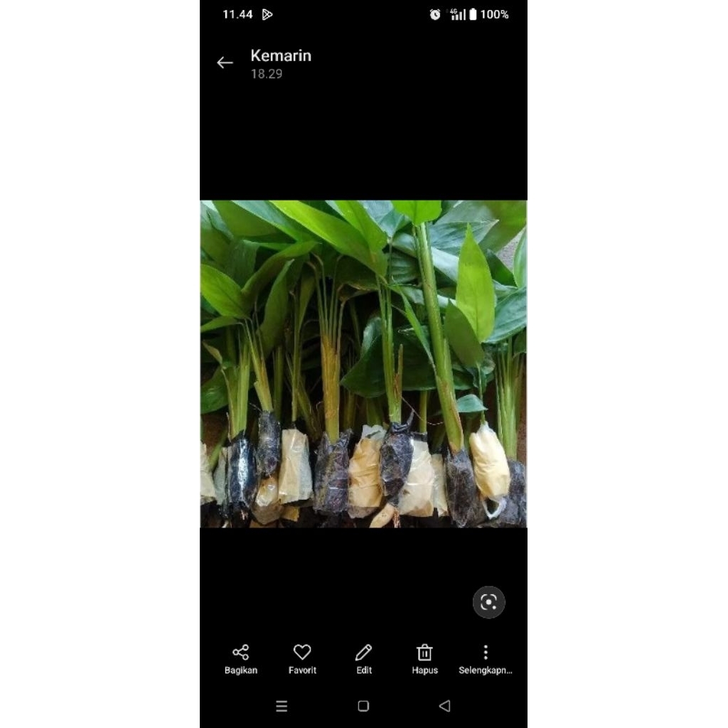 Bibit umbi Garut umbi terigu ( maranta arundinacea)